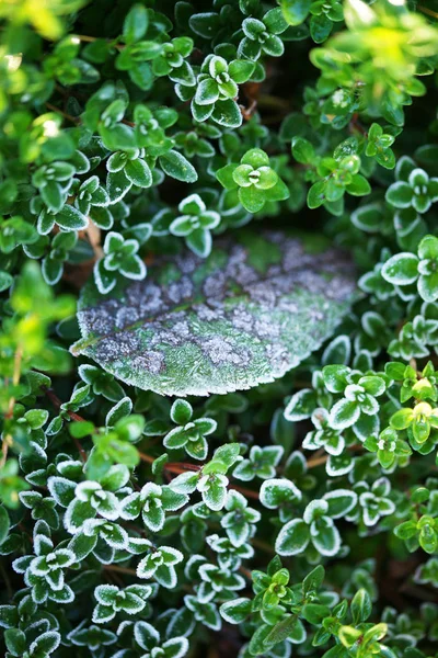 Hoarfrost Στα Πράσινα Φύλλα Του Φυτού Θυμαριού Φόντο Θάμνων — Φωτογραφία Αρχείου