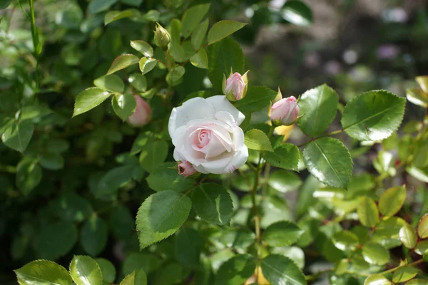 緑の茂みの上の香り豊かなバラ背景 — ストック写真