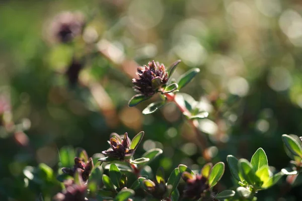 Buissons Verts Avec Petites Fleurs Sur Fond Jardin — Photo