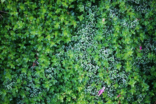 Hoarfrost Green Leaves Thyme Plant Bushes Background — Stock Photo, Image