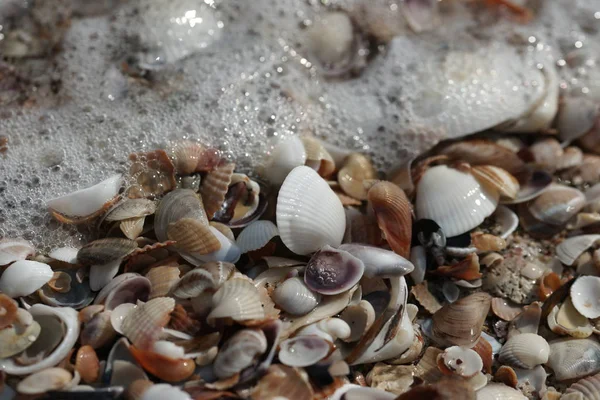 Conchiglie Colorate Con Onde Della Spiaggia Sullo Sfondo Riva — Foto Stock