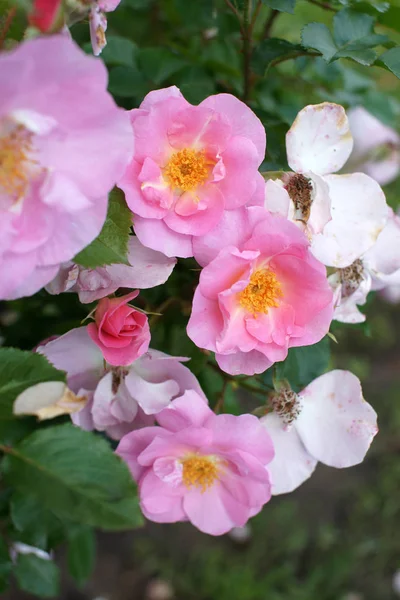 Rosas Rosadas Florecientes Increíbles Fondo Del Jardín — Foto de Stock