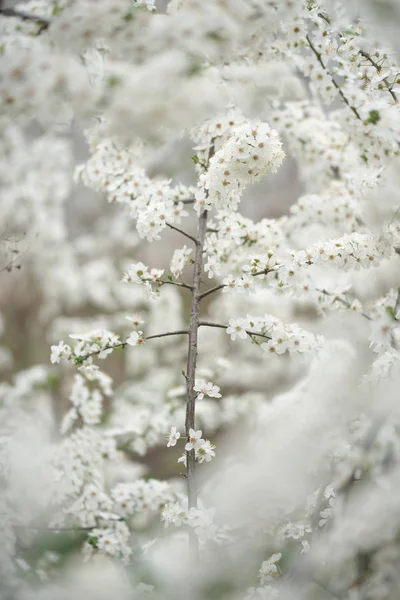 Bloeiende Fruitbomen Takken Met Witte Bloemen Boomgaard — Stockfoto