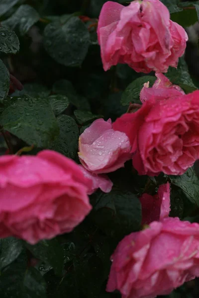 Vue Rapprochée Belles Roses Roses Sur Des Buissons Verts — Photo