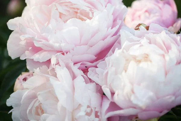 Niesamowite Kwitnące Kwiaty Tle Ogrodu — Zdjęcie stockowe