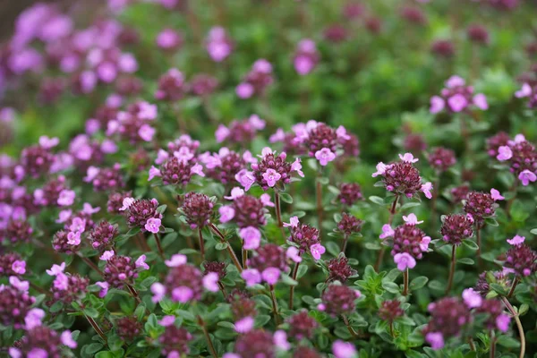 Bloeiende Bloemen Het Gras Tuin Achtergrond — Stockfoto