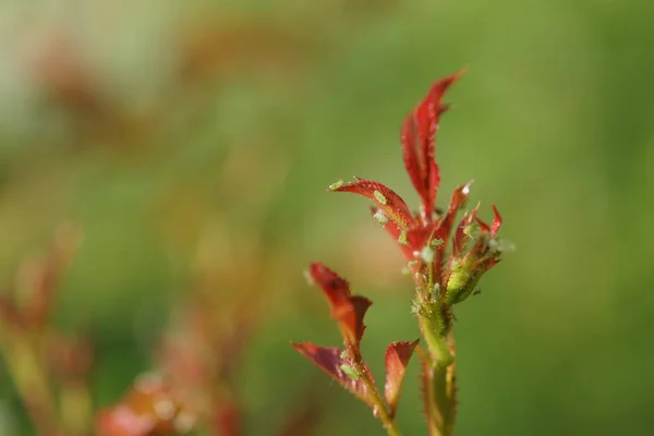 Pucerons Sur Les Jeunes Pousses Roses — Photo