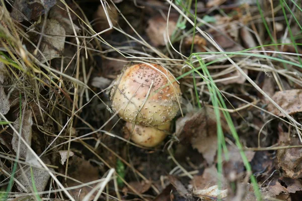 Pilz Auf Waldboden Mit Blättern Hintergrund — Stockfoto