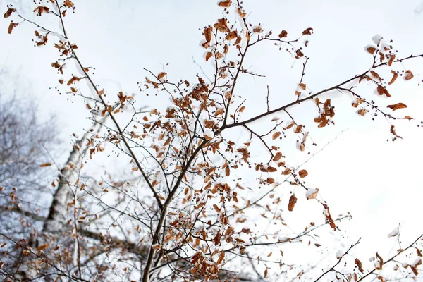 公园里有许多叶子干枯的黄树 — 图库照片