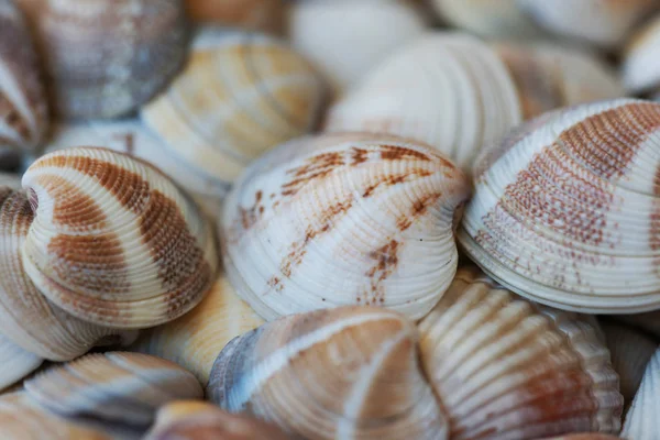 macro view of organic colored seashells at the beach