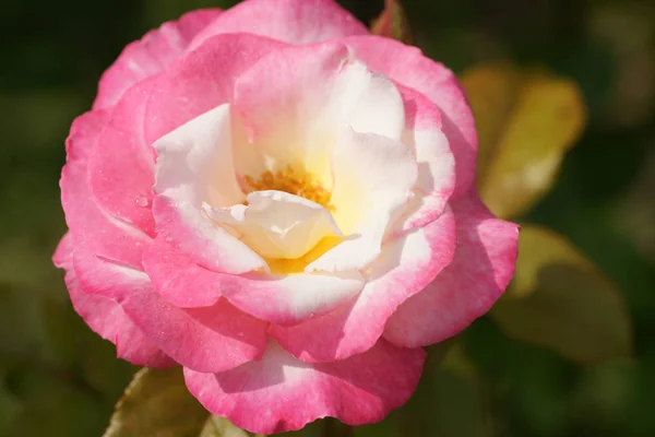 Close Bela Rosa Exuberante Arbustos Fundo Quintal — Fotografia de Stock