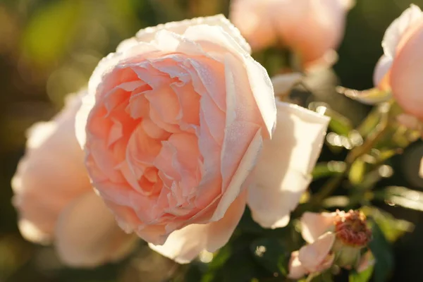 Hermosas Rosas Exuberantes Los Arbustos Fondo Del Jardín — Foto de Stock