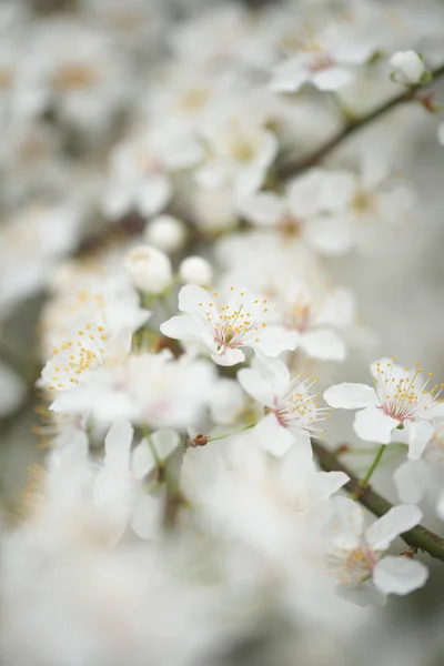 Primo Piano Fiori Bianchi Rami Meli Fioriti Giardino — Foto Stock