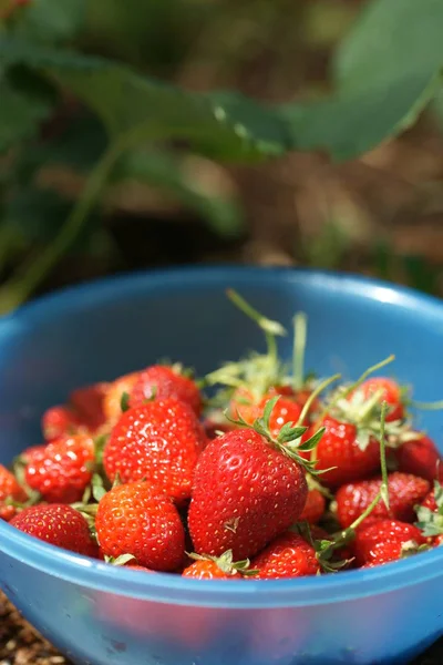 Tazón Azul Con Fresas Rojas Fondo Invernadero — Foto de Stock