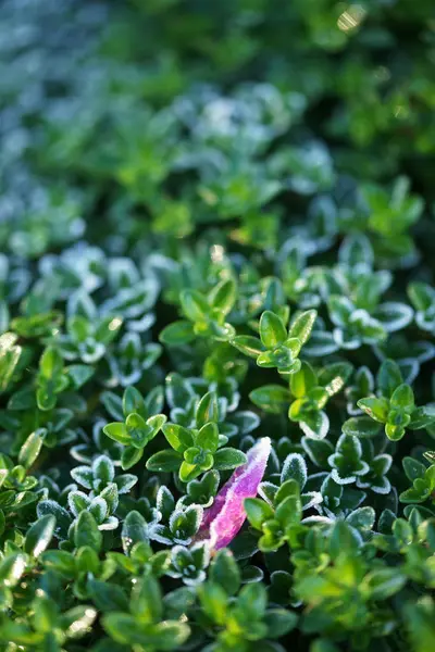 Givre Sur Les Feuilles Vertes Plante Thym Sur Fond Des — Photo