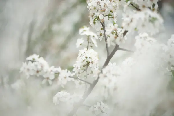 Close Van Bloeiende Witte Bloemen Van Appelbomen Tuin — Stockfoto