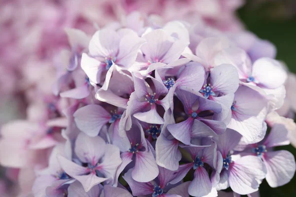 purple hydrangea blooming flowers on green bushes background 