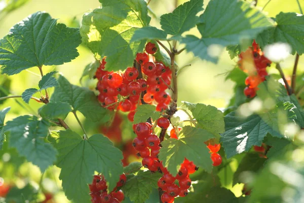 Green Bushes Ripe Red Currant Berries Garden Background — Stock Photo, Image