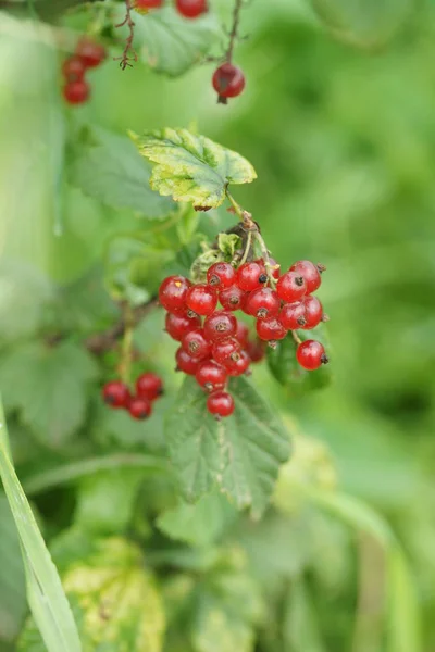 Ripe Red Currant Berries Garden Background — Stock Photo, Image