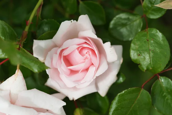 Amazing Blooming Pink Roses Garden Background — Stock Photo, Image