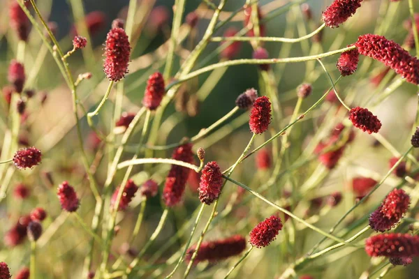 Petites Fleurs Sauvages Dans Fond Jardin — Photo