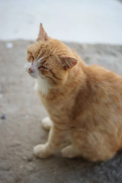 Sokaktaki Sevimli Kedi — Stok fotoğraf