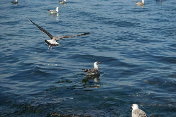 Gaivota Voando Mar — Fotografia de Stock