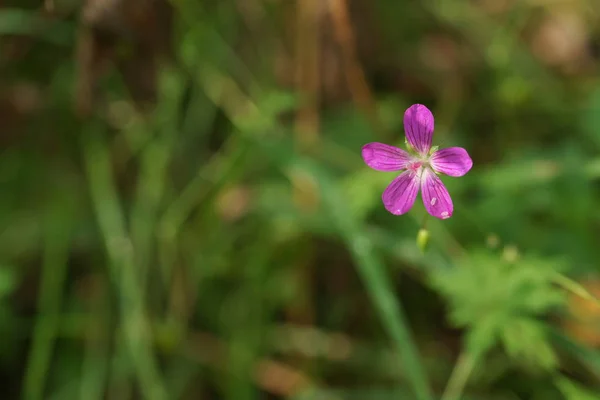 Géranium Pratense Bec Grue Des Champs Fleur Géranium Des Champs — Photo