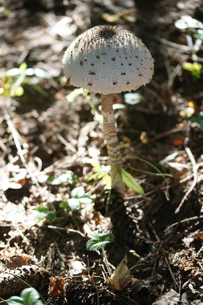 Paddenstoel Bosgrond Met Bladeren Achtergrond — Stockfoto