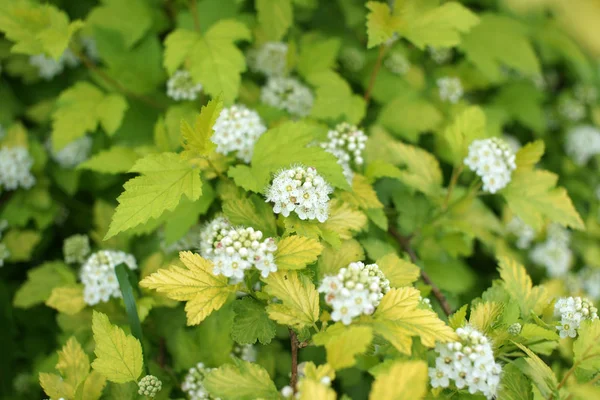 Buissons Verts Avec Des Fleurs Blanches Sur Fond Jardin — Photo