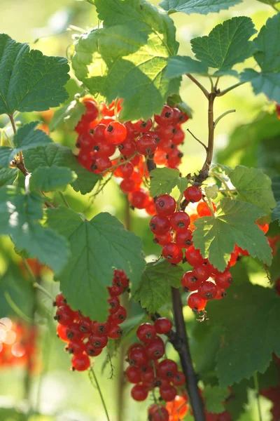 Arbustos Verdes Bayas Maduras Grosella Roja Sobre Fondo Jardín —  Fotos de Stock