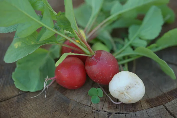 Récolte Radis Rouges Blancs Frais Sur Fond Souche Bois — Photo