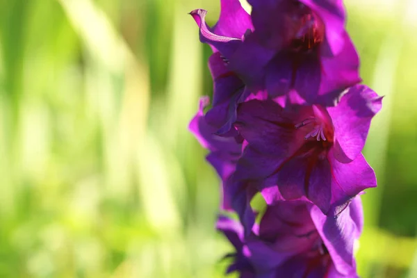 Lila Gladiolus Blommor Närbild — Stockfoto