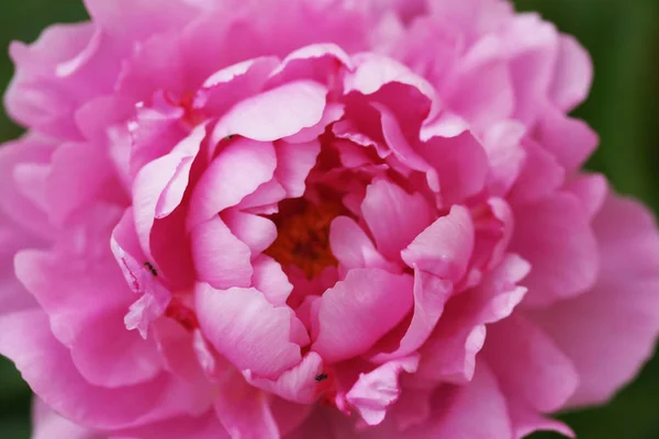 Дивовижні Квітучі Рожеві Півонічні Квіти Садовому Фоні — стокове фото