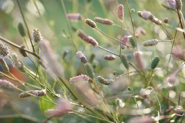 Blühende Blumen Hintergrund Des Gartens — Stockfoto