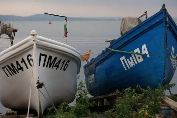 Lustige Rote Katze Posiert Und Steht Zwischen Fischerbooten Auf Meeresgrund — Stockfoto