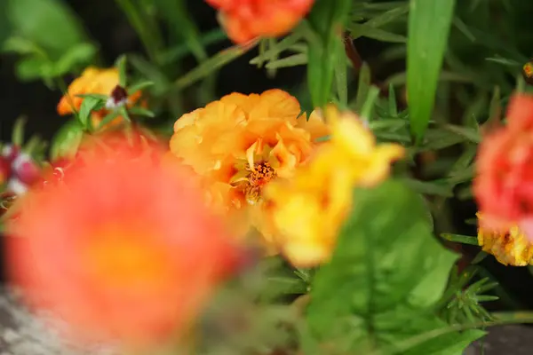 Hell Blühende Portulaca Blume Auf Garten Hintergrund — Stockfoto