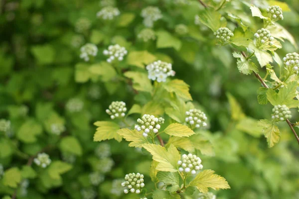 Green Bushes White Flowers Garden Background — Stock Photo, Image