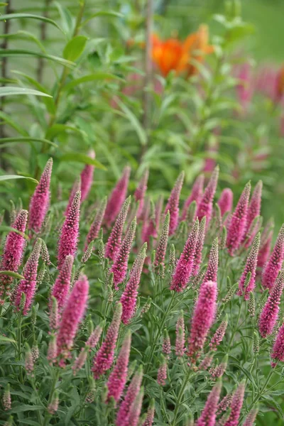 Bloeiende Wilde Bloemen Tuin Achtergrond — Stockfoto