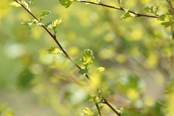 Fermer Les Branches Vertes Fraîches Dans Fond Jardin — Photo