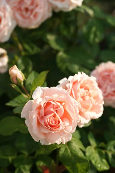 Exuberante Belas Rosas Florescendo Arbustos Verdes — Fotografia de Stock