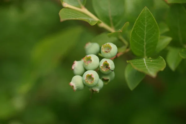 灌木上未成熟的蓝莓 — 图库照片