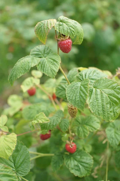 Red Ripe Raspberries Green Bushes Garden Background — Stock Photo, Image
