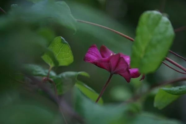 Fleurs Pourpres Fleurs Dans Fond Jardin — Photo