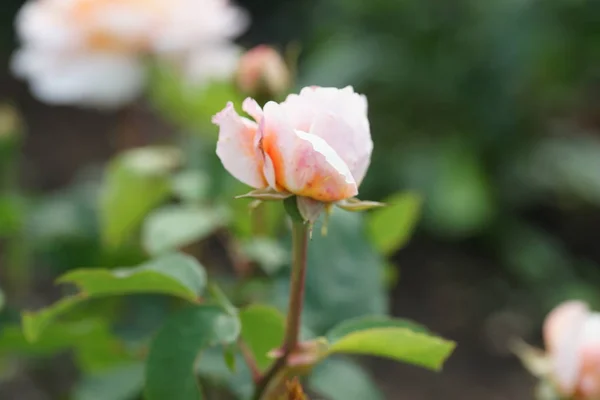 Primer Plano Hermosa Rosa Exuberante Los Arbustos Fondo Del Patio — Foto de Stock