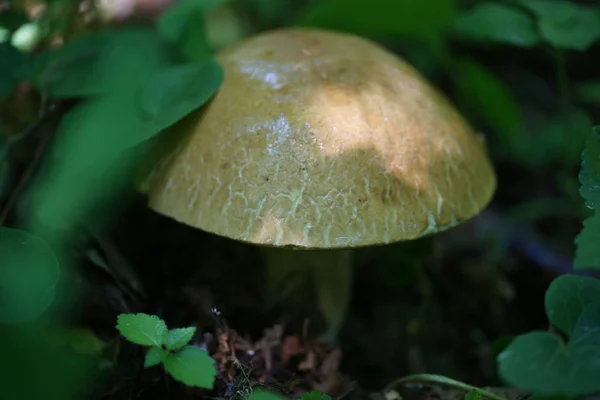 Mushroom Forest Ground Leaves Background — 스톡 사진