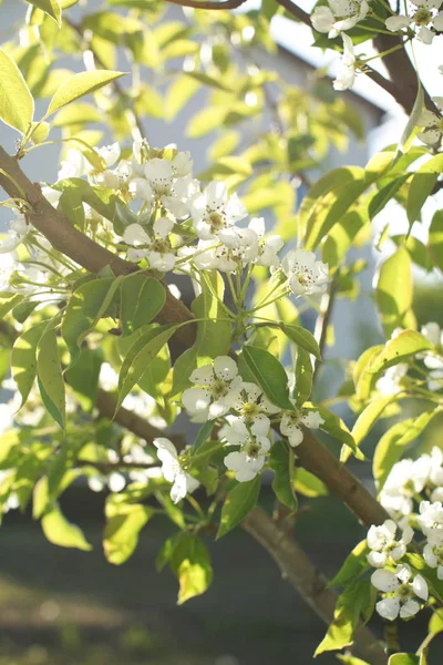 Primer Plano Los Manzanos Florecientes Ramas Frutales Con Flores Huerto —  Fotos de Stock