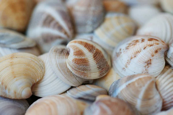 Colored Organic Seashells Beach — Stock Photo, Image