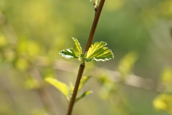 Fermer Les Branches Vertes Fraîches Dans Fond Jardin — Photo