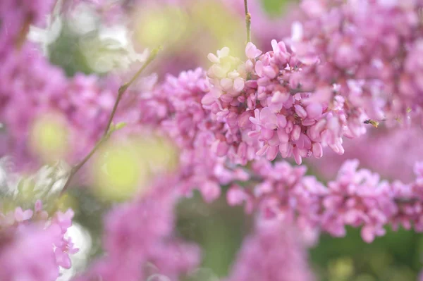 Close Flowering Acacia Trees Branches Pink Flowers Orchard — Stock Photo, Image